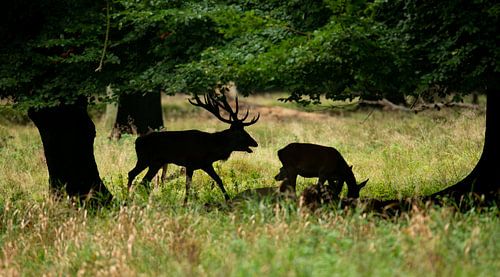 Red deer in the rut