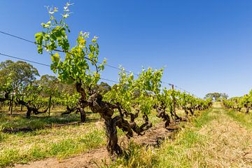 Vignoble dans la vallée de Barossa, Australie sur Troy Wegman