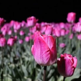 Pink tulips by night von Jacqueline Holman
