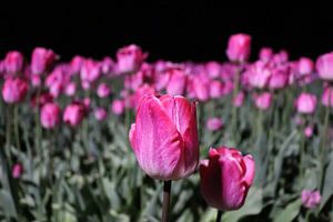 Pink tulips by night sur Jacqueline Holman