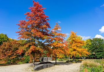 Les couleurs de l'automne dans un parc sur Animaflora PicsStock