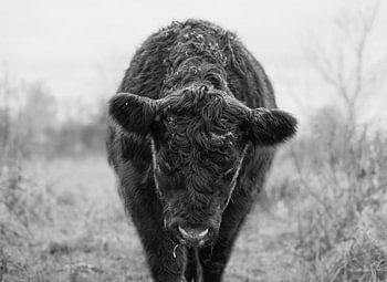 Vache Galloway noire dans une composition intemporelle en noir et blanc