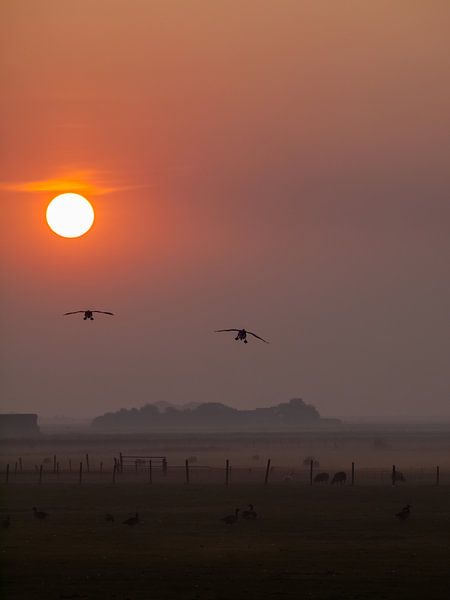 Early birds by Mr White Takes Pictures