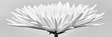 White flower by Uwe Merkel