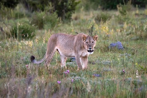 Lioness in Africa's beautiful countryside