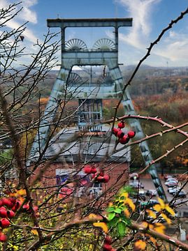 Églantine et mine de charbon