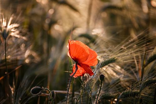 Flower Dreams