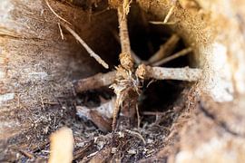 Hol van Heiko Schlaich