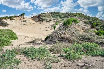 Noordwijk dune landscape De Blink by eric van der eijk