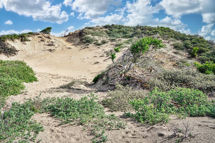 Noordwijk dune landscape De Blink by eric van der eijk