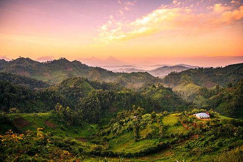 Bwindi National Park, Uganda