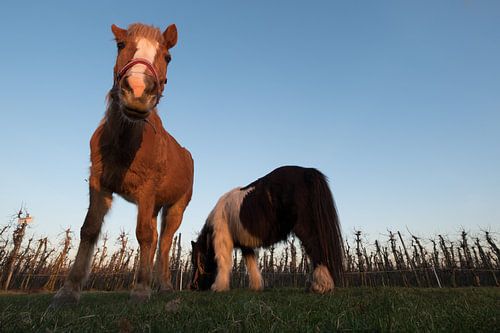 Paarden bij fruitboomgaard