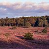 Purple Heath near Ugchelen by Rick van de Kraats