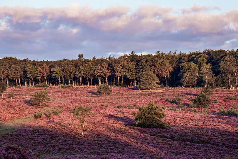 Paarse Heide bij Ugchelen van Rick van de Kraats