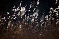 Hollands riet in tegenlicht van Edward Boer thumbnail