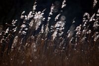 Hollands riet in tegenlicht