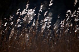 Dutch reed in backlight. by Edward Boer