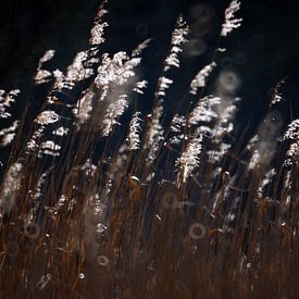Dutch reed in backlight. by Edward Boer