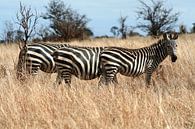 Uitschuif zebra van Yvonne Smits thumbnail