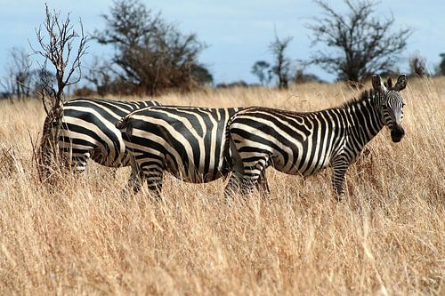 Three zebras in a row