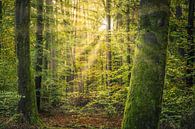 Groen bos in het ochtendlicht van Tobias Luxberg thumbnail