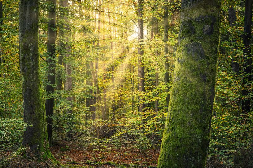 Groen bos in het ochtendlicht van Tobias Luxberg