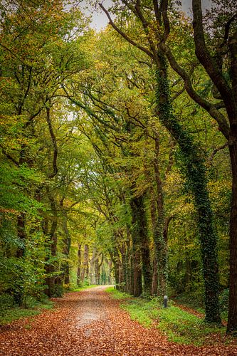 Bospad in de herfst