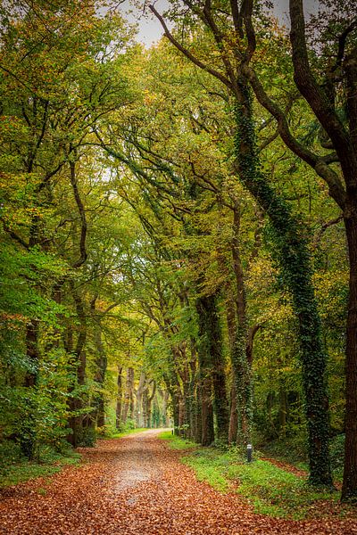 La piste forestière en automne par Hilda Weges