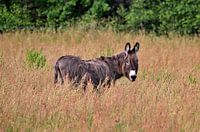 Donkey in meadow