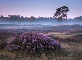 Purple morning by Jeroen Linnenkamp