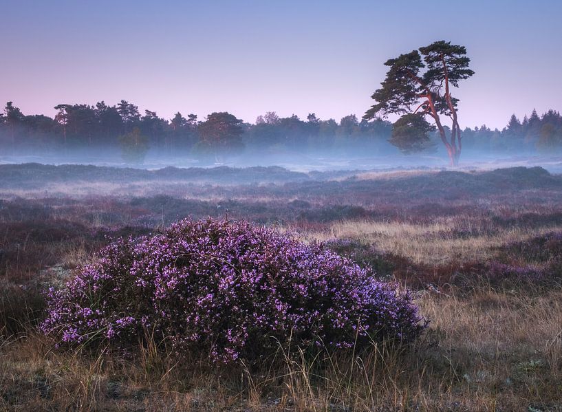 Lila Morgen von Jeroen Linnenkamp