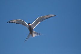 Arctic tern by Marko Sarcevic