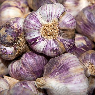 Purple garlic bulbs by Anouschka Hendriks