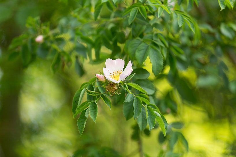 De drie fasen van de bloem van een botanische roos van Marijke van Eijkeren