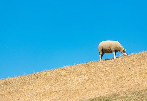 Schaap op de Noordzeedijk, Groningen