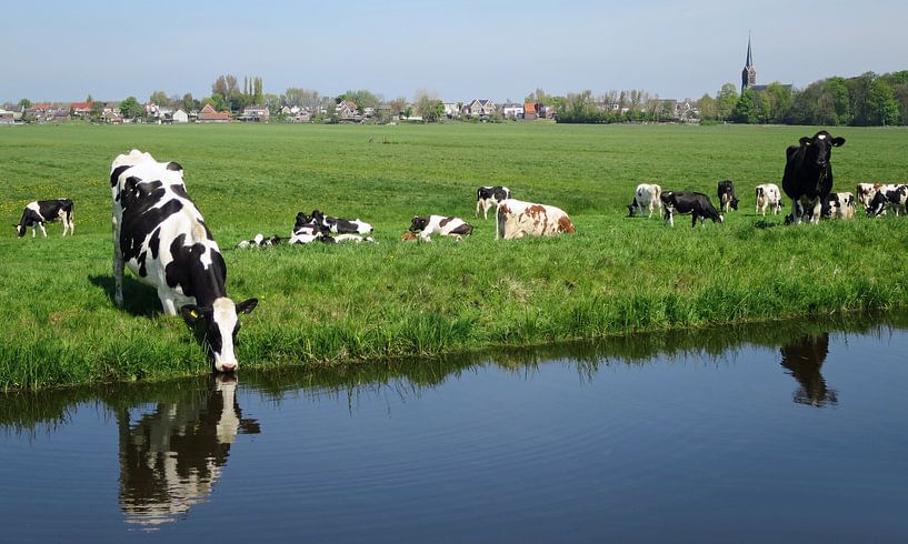 Koeien in de wei van Miranda Bos