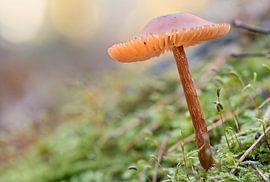 Photo macro d'un champignon délicat dans la mousse, aux couleurs douces et avec un arrière-plan en bokeh. sur Martin Köbsch