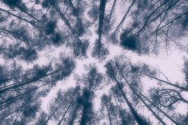 Tree Tops by Jörg Hausmann