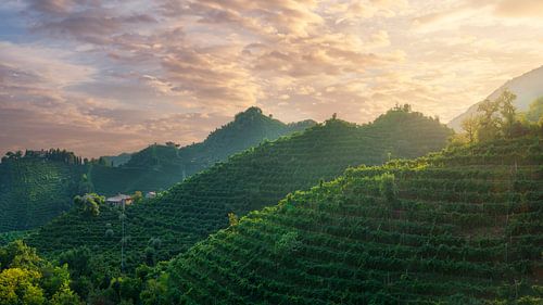 Wijngaarden van Prosecco bij zonsondergang, Valdobbiadene