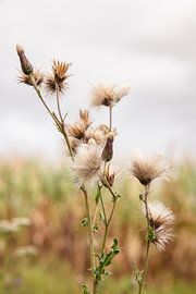 Disteln im Spätsommerlicht von Whispering Fields Hageland