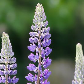 Lupinen in fel licht van Skarvaan by Benedict Gertz