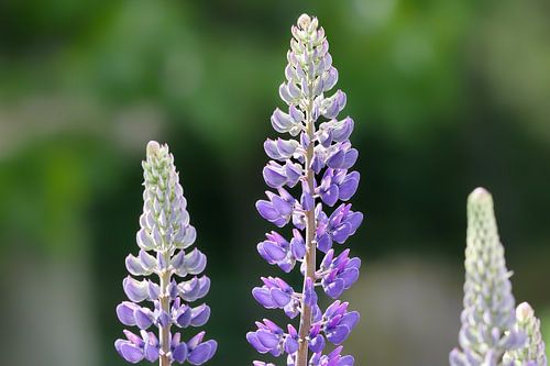 Des lupins en pleine lumière