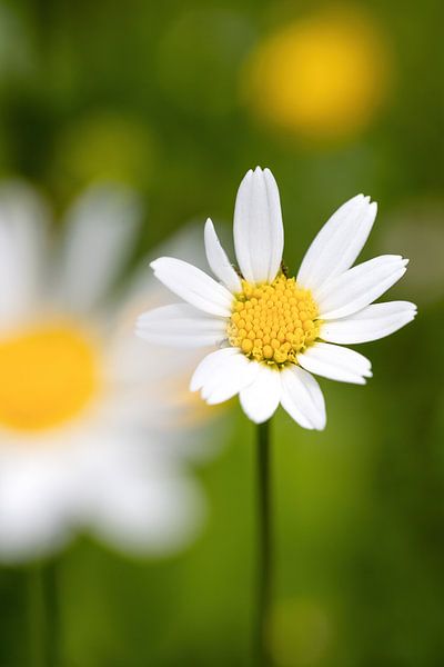 Stralend &quot;madeliefje&quot;, een glimlach van de natuur van Christina Bauer Photos