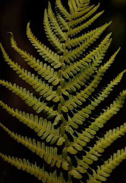 Segeln von Frank Smedts