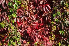 Autumn Season by Thomas Jäger