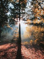 Rayons de soleil dans la forêt de Hoekelum (Ede, Pays-Bas)