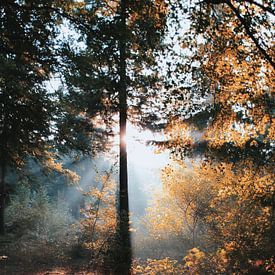 Sunbeams through the forest 'Hoekelumse bos' sur Ben Nijenhuis