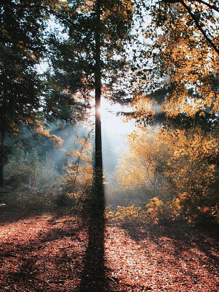 Rayons de soleil dans la forêt de Hoekelum (Ede, Pays-Bas) par Ben Nijenhuis