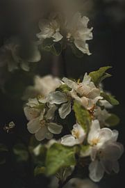 Weiße Blüten von Tamara S.