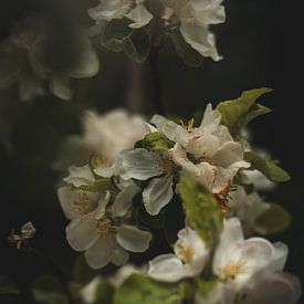 Weiße Blüten von Tamara S.